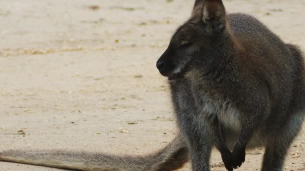 Parma wallaby (Macropus parma) beskrevs först av brittiska naturforskaren John Gould omkring 1840. En blyg, kryptiska varelse av våt sclerophyll skogarna i södra New South Wales (Australien). — Stockvideo