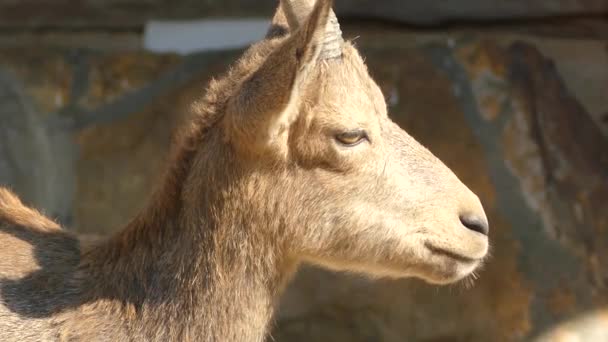 西伯利亚 ibex （普拉杏） 是一种生活在中亚地区的野生山羊。它历来被视为一个亚种阿尔卑斯山羊. — 图库视频影像