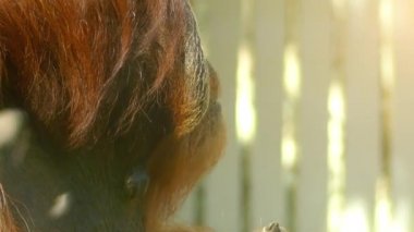 Sumatra orangutan (Pongo abelii), orangutanların iki türünden biridir. Sadece Endonezya'nın Sumatra adasında bulunan bu orangutan'dan daha nadirdir..