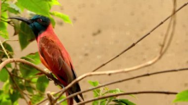 Kuzey carmine arı kuşugiller (arı kuşu nubicus) ötücü kuş türü arı kuşugiller, Meropidae yakınındaki bir Afrikalı var. Carmine arı kuşugiller veya Nubian arı kuşugiller alternatif ortak adları dahil.