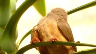Benekli fare kuşu (Colius striatus) fare kuşunun en büyük türüdür. Benekli fare kuşu sesiyle tanınmıyor, ötücü kuşlar gibi, gürültülü bir yaratık olmasına rağmen..