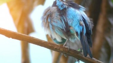 Kara yüzlü dacnis (Dacnis lineata) familyasından bir kuş türü Thraupidae. Nemli orman Amazon ve Choco-Magdalena bulunur.