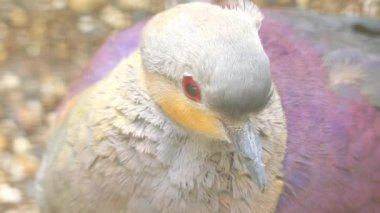 Tepeli bıldırcın güvercini (Geotrygon versicolor), suã§lular familyasından Columbidae familyasından bir kuş türü. Jamaika'ya endemiktir. Doğal yaşam alanı subtropikal veya tropikal nemli dağ ormanlarıdır..
