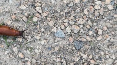 Timelapse: İspanyol sümüklüböceği (Arion vulgaris), Latince adı Arion lusitanicus, arionidae familyasından bir kara pulmonülü gastropod yumuşakçası türü..