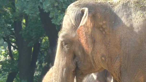 Азиатский или азиатский слон (Elephas maximus) является единственным живым видом рода Elephas и распространен в Юго-Восточной Азии от Индии на западе до Борнео на востоке. . — стоковое видео