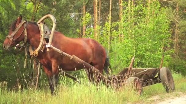 Заливная лошадь, привязанная к деревянной скамье на фоне летней зелени . — стоковое видео