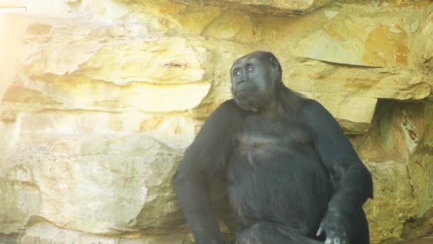 El gorila de tierras bajas occidental es una de las dos subespecies del gorila occidental, que vive en bosques montanos, primarios y secundarios y pantanos de tierras bajas en África central. . — Vídeo de stock