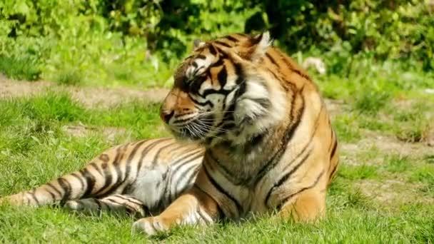 Tygr bengálský neboli Královský tygr bengálský (Panthera tigris), je většina četné poddruh tygra. Je to národní zvíře Indie a Bangladéš. — Stock video