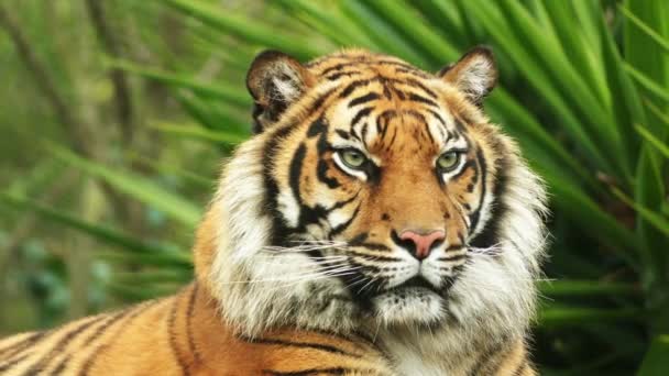 The Bengal tiger, also called the royal Bengal tiger (Panthera tigris), is the most numerous tiger subspecies. It is the national animal of both India and Bangladesh. — Stock Video