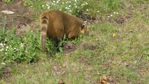 Nasua is a genus within the family Procyonidae, whose best-known members are raccoons. The two species as coatis. Two additional species of mountain coatis are placed in the genus Nasuella. — Stock Video