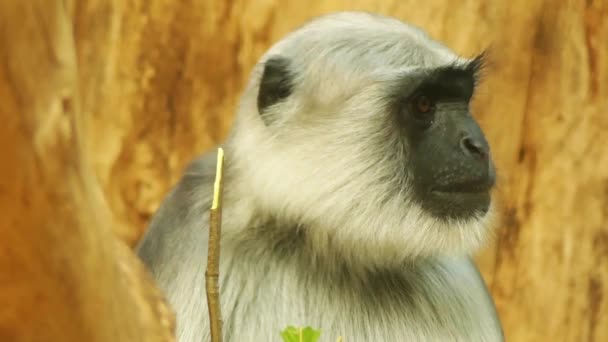 Gray langurs or Hanuman langurs, most widespread langurs of South Asia, are group of Old World monkeys constituting entirety of genus Semnopithecus, species entellus. — Stock Video