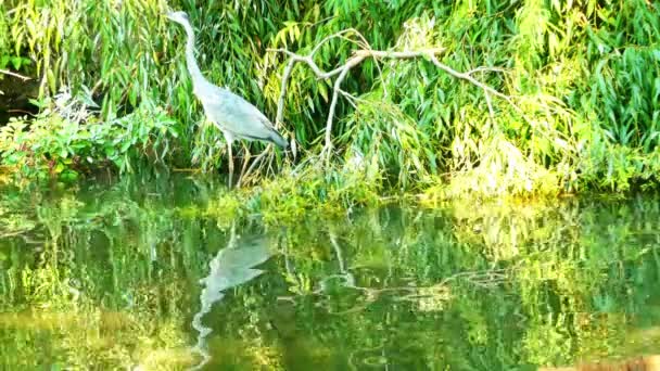 グレイ・ヘロン（Ardea cinerea）) — ストック動画