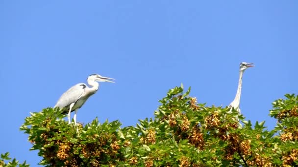 La garza gris (Ardea cinerea) es un ave rapaz de patas largas de la familia Ardeidae, nativa de toda Europa templada y Asia y también partes de África. . — Vídeos de Stock