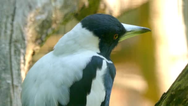 La urraca australiana (Cracticus tibicen) es un ave paseriforme blanca y negra de tamaño mediano originaria de Australia y Nueva Guinea, Artamidae en el género Cracticus y está relacionada con el carnicero negro. . — Vídeo de stock