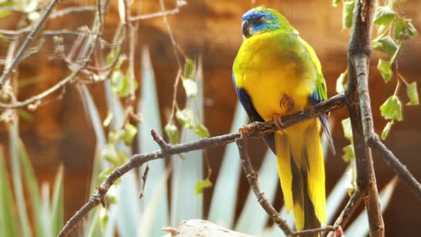 The turquoise parrot (Neophema pulchella) is a species of parrot in genus Neophema native to Eastern Australia, from southeastern Queensland, through New South Wales and into North-Eastern Victoria. — Stock Video