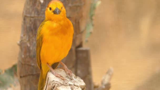 Ploceus castaneiceps é uma espécie de ave da família Ploceidae. Pode ser encontrada nos seguintes países: Quénia e Tanzânia. O nome do pássaro vem de marcas únicas de pássaro . — Vídeo de Stock