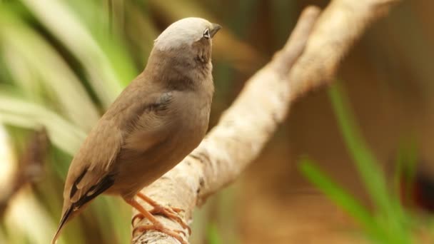 The grey-capped social weaver or grey-headed social weaver (Pseudonigrita arnaudi) is a species of bird in the Passeridae family. It is found in Ethiopia, Kenya, Somalia, Sudan, Tanzania, and Uganda. — Stock Video