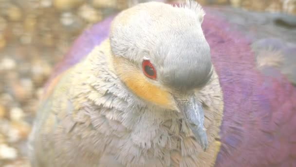 Crested Quail-Dove (Geotrygon versicolor) är en fågel i familjen Kolumbidae inom ordningen tättingar. Den är endemisk för Jamaica. Dess naturliga livsmiljö är subtropiska eller tropiska fuktiga fjäll skogar. — Stockvideo
