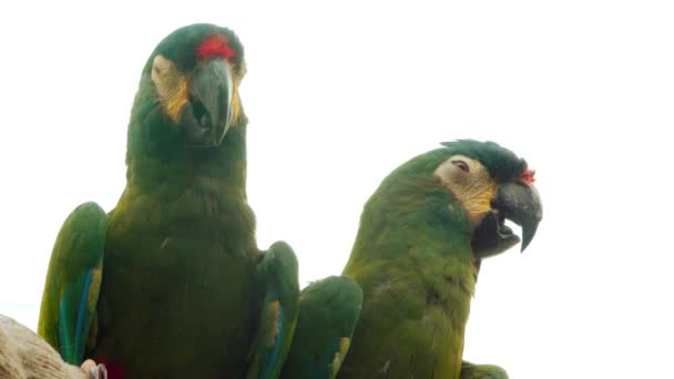 Makaw niebieskoskrzydłowy (Primolius Maracana), w ptasznictwo bardziej znany jako Macaw illiger's, jest gatunkiem Macaw znaleźć w Ameryce Południowej. Wcześniej został umieszczony w rodzaju Ara lub Propyrrhura. — Wideo stockowe