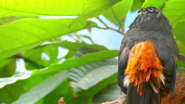 อาราคาริคอปก (Pteroglos sus torquatus) เป็นนกทูแคนนกที่อยู่ใกล้กับหม้อตุ๋น พันธุ์จากทางใต้ของเม็กซิโกไปยังปานามา — วีดีโอสต็อก