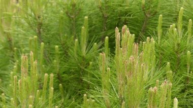 Pinus halepensis, Halep çamı bilinen bir çam Akdeniz bölgesine yerli olduğunu. İsrail'de ismi Jerusalem çam.