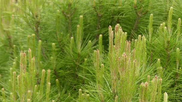 Pinus halepensis, allmänt känd som Aleppotall, är en tall som är infödda till Medelhavsområdet. I Israel kallas Jerusalem furu. — Stockvideo