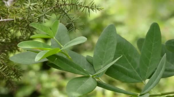 Anagyris foetida (gebräuchlicher Name oro de risco) ist eine Pflanzengattung aus der Familie der Leguminosen, fabaceae. Er gehört zur Unterfamilie der Faboideen. — Stockvideo