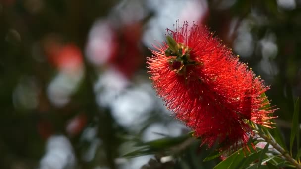 Melaleuca viminalis, vanligen känd som gråtande bottlebrush, eller creek bottlebrush eller Callistemon viminalis är i myrtle och familjen myrtenväxter och är endemisk för Australien. — Stockvideo
