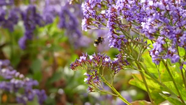 Limonium sventenii, Limonium är ett släkte av 120 blomma arter. Medlemmar är också känd som havet-lavendel, statice eller marsh-rosmarin. — Stockvideo