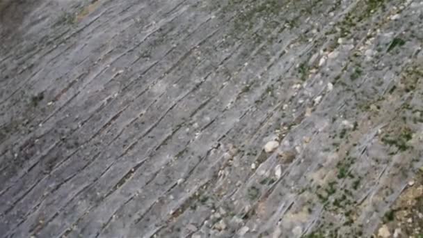 Blick von oben auf die Steppe mit Gräsern und niedrigen jungen Bäumen. — Stockvideo