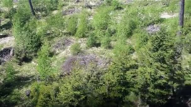 Tät blandskog vid foten av Tatrabergen, Slovakien. — Stockvideo