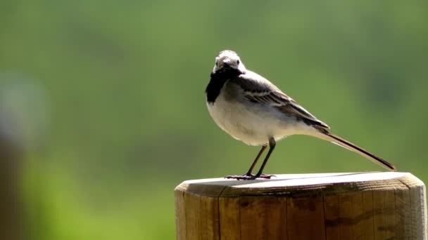 White wagtail (Motacilla alba) is a small passerine bird in wagtail family Motacillidae, which also includes pipits and longclaws. In British Isles darker sub-species pied wagtail predominates. — Stock Video