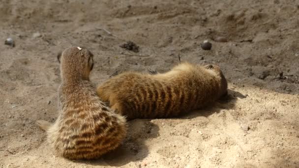 Meerkat lub suricate (Suricata suricatta) jest mały Bajkalskie należące do rodziny mongoose (Herpestidae). Jest jedynym członkiem rodzaju Suricata. — Wideo stockowe