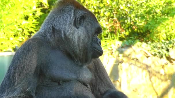 El gorila de tierras bajas occidental es una de las dos subespecies del gorila occidental, que vive en bosques montanos, primarios y secundarios y pantanos de tierras bajas en África central. . — Vídeo de stock