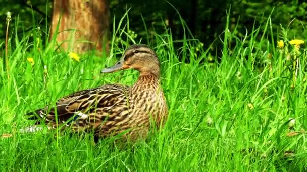 Stockente im grünen Gras. Stockente oder Wildente (anas platyrhynchos) ist eine streichelnde Ente, die zur Unterfamilie der Wassergeflügelgewächse anatidae gehört. — Stockvideo