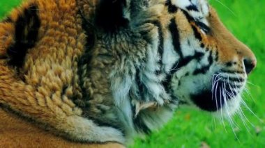 Kraliyet Bengal kaplanı (Panthera tigris) olarak da adlandırılan Bengal kaplanı, en çok sayıda kaplan alt türü var. Hindistan ve Bangladeş Ulusal bir hayvandır.