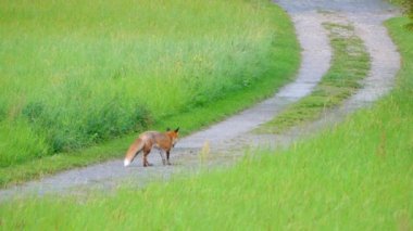Kızıl Tilki yolda gidiyor. Kızıl Tilki (Vulpes vulpes), gerçek tilki en büyük Carnivora ailesinin tüm üyeleri, en büyük coğrafi alanı vardır.
