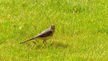 Beyaz kuyruksallayan (Motacilla alba) kuyruksallayan ailesindeki Kuyruksallayangiller, mahmuzlu ve longclaws da içeren küçük bir kuş türüdür. Britanya Adaları koyu alt türler alaca kuyruksallayan hakimdir.