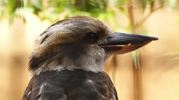 Los Kookaburras son pescadores terrestres del género Dacelo nativos de Australia y Nueva Guinea. El único miembro del género Clytoceyx se conoce comúnmente como el kookaburra de pico de pala . — Vídeos de Stock