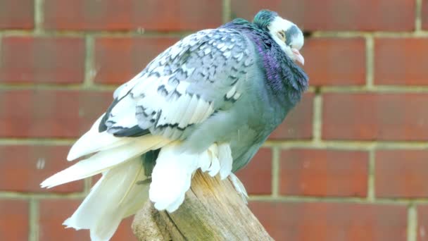 South German Monk é uma raça de pombo fantasia desenvolvido de reprodução seletiva, juntamente com outras variedades de pombos domesticados, são todos descendentes do pombo-da-rocha (Columba livia ). — Vídeo de Stock