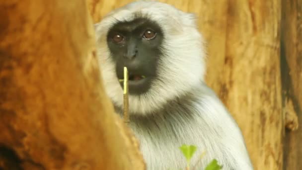 Šedé hulmanů nebo Hanuman, většina široce rozšířených langorií, jsou skupiny opic starého světa, které tvoří celý rod Semnopithecus, druh entellus. — Stock video