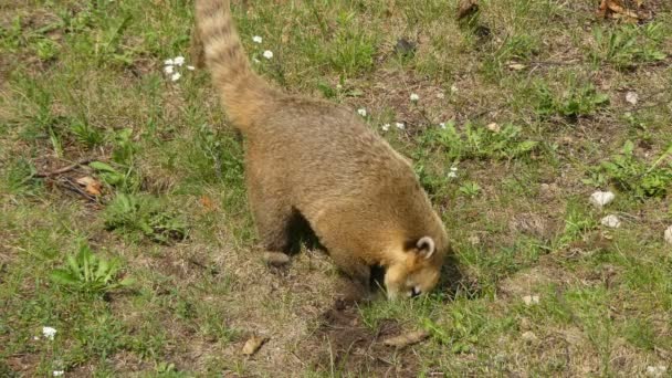 Nasua is a genus within the family Procyonidae, whose best-known members are raccoons. The two species as coatis. Two additional species of mountain coatis are placed in the genus Nasuella. — Stock Video