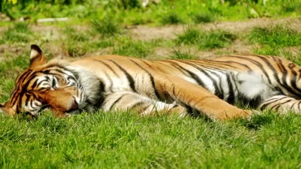 Tygr bengálský neboli Královský tygr bengálský (Panthera tigris), je většina četné poddruh tygra. Je to národní zvíře Indie a Bangladéš. — Stock video