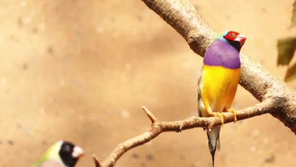 Gouldian finch (Erythrura gouldiae), также известная как Lady Gouldian finch, Gould 's finch или радужный вьюрок, - разноцветная птица, эндемичная для Австралии. . — стоковое видео