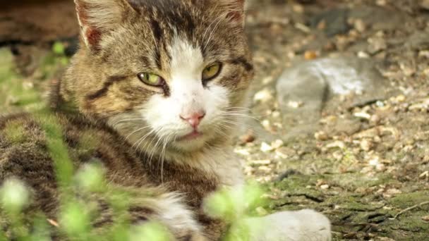 Szürke macska megy a réten, a magas fű. Házimacska vagy a vadon macska (Felis silvestris catus) egy kis, általában szőrös, húsevő emlős. — Stock videók