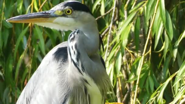 The grey heron (Ardea cinerea) is a long-legged predatory wading bird of the heron family, Ardeidae, native throughout temperate Europe and Asia and also parts of Africa. — Stock Video