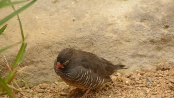 아프리카 quailfinch, 안경 quailfinch, 또는 화이트 chinned quailfinch (Ortygospiza fuscocrissa)는 estrildid 피리 새 류 동부와 남부 아프리카의 일반적인 종. — 비디오