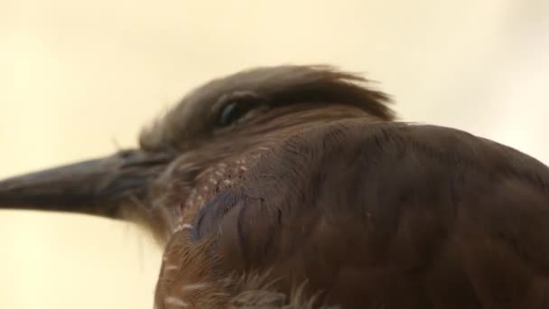 El rodillo púrpura (Coracias naevius), también llamado el rodillo de corona rufa, se encuentra en el África subsahariana al sur de Namibia y el Transvaal. . — Vídeos de Stock