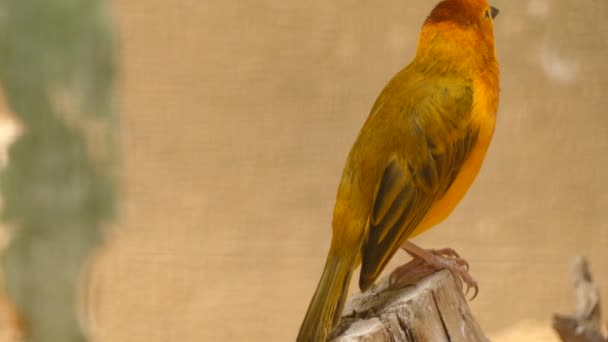 Ploceus castaneiceps é uma espécie de ave da família Ploceidae. Pode ser encontrada nos seguintes países: Quénia e Tanzânia. O nome do pássaro vem de marcas únicas de pássaro . — Vídeo de Stock