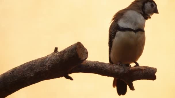 Der Doppelbartfink (taeniopygia bichenovii) ist ein seltsamer Fink, der in trockenen Savannen vorkommt. sie werden manchmal als Bichenofinken bezeichnet — Stockvideo